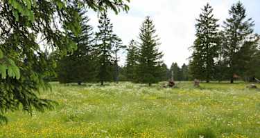 Blumenreiche Wiesen entlang der Isar
