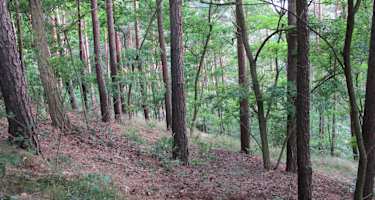 Auf den Kutschenberg