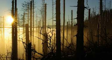Morgenstimmung im Nationalpark Bayerischer Wald