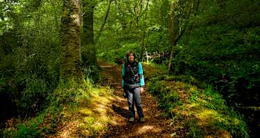 Ein schönes Waldstück zu Beginn der Wanderung.