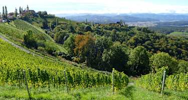 Steiler Weinberg in Kitzeck