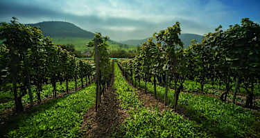 Rebberge im Klettgau