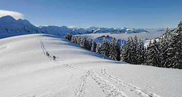 Auf dem Weg zum Kronberg: Im Hintergrund die nördliche Alpsteinkette