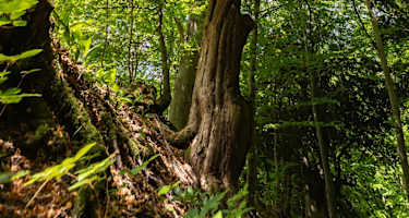 DER HOCHRHÖNER® Kuppenrhön - Etappe 8: Von Dermbach nach Bernshausen