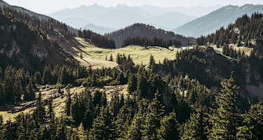 Blick ins Luchsgebiet