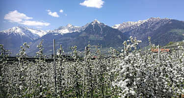 Apfelblüte auf der Meraner Waalrunde 