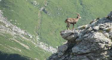 Ein Steinbock auf einem Vorgipfel