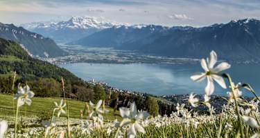 Der Narzissenweg: Blütenpracht und sagenhafte Aussicht auf den Genfersee