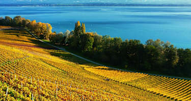 Die Weinberge oberhalb des Neuenburgersees