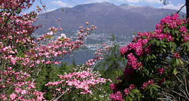 Botanischer Garten Gambarogno