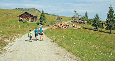 Auf dem Weg zum Wieslerhorn wandert man an Almhütten und Kühen vorbei.