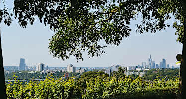 Blick vom Lohrberg über die Weinberge auf die Skyline.