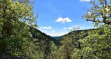 Es gibt auch grüne Wegabschnitte am Rappenfelsensteig