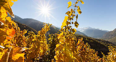 Europas höchster Weinberg