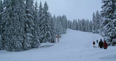 Die Lichtung im oberen Drittel des Anstieges zur Birgitzer Alm