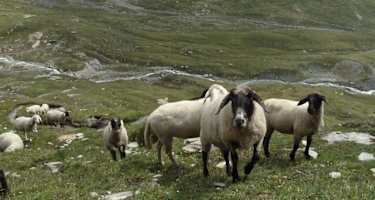 Schafe in der Glocknergruppe