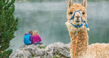 Das Alpaka wartet am Morgen geduldig auf die Kinder, bevor das Trekking losgeht.