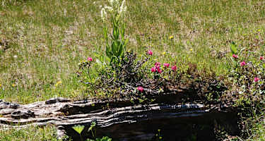 Blütenpracht am Zwieflersee.