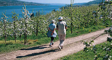 Zum Schwärmen verleitet die Untersee-Landschaft bei Mammern.