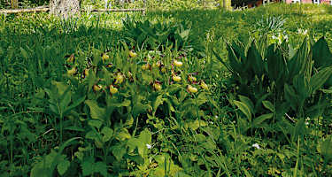 Der Hasenbuck – ein botanisches Paradies.