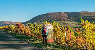 Auf dem Weinerlebnispfad im Herbst.