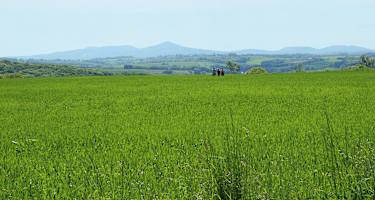 Von Bödingen blickt man über satte Wiesen auf das Siebengebirge.
