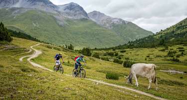 Vorbei am Weidevieh - langsam fahren ist hier ratsam.