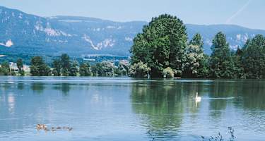 Auenlandschaft an der Aare