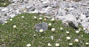 Alpenanemonen an der Maienfelder Furgga