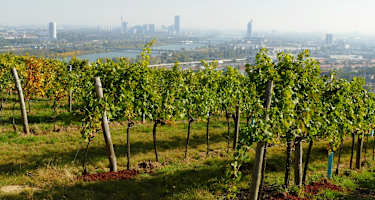 Blick über die Weinberge auf Wien