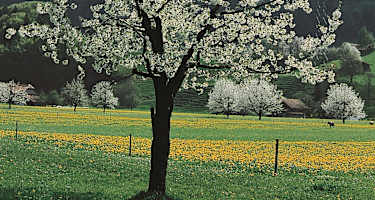 Blick auf den Niesen