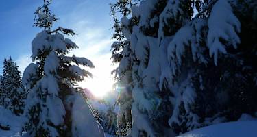 Durch den Wald geht es aufwärts zur Neuen Gehlberger Hütte