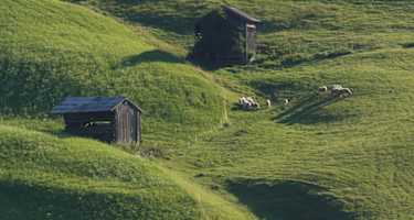 Almwanderung am Achensee