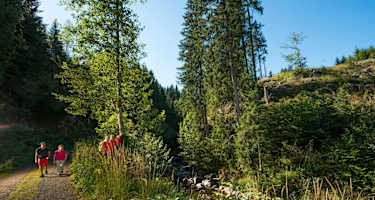 Albweg bei Glashofsäge, St. Blasien