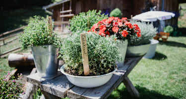 Kräuter auf der Arbesreitalm