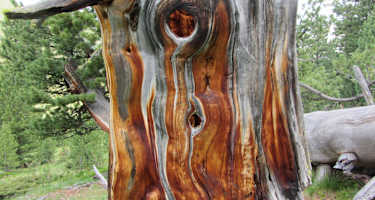 Arve im God da Tamangur