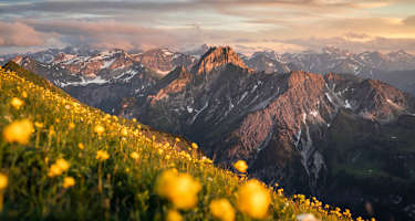 Ein gelbes Blumenmeer vor einem mächtigen Felsgipfel.