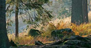 Goldsteig - Südvariante - Etappe 18: Vom Landshuter Haus nach Lalling