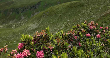 Blick zurück auf die Karl-von-Edel-Hütte