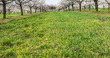 Blühende Marillenbäume am Marillen-Erlebnisweg in Krems-Angern