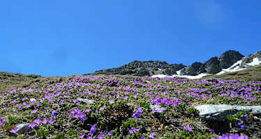 Blumenmeer im Frühsommer