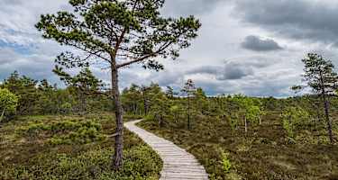Bohlenpfad durch das Schwarze Moor