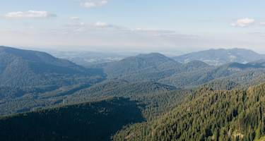Blick über den Ettaler Forst
