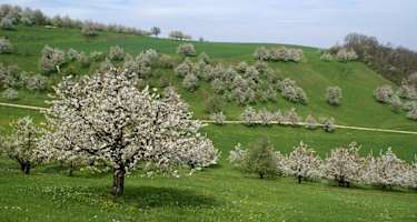 Chriesibäume in voller Blüte