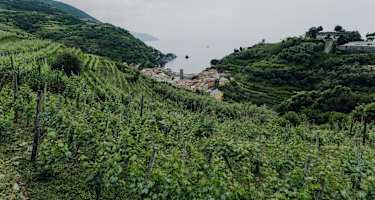 Weingut "Buranco" in Monterosso al Mare
