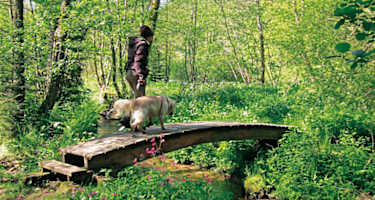 Immer wieder führen Brücklein über die Kleine Enz.
