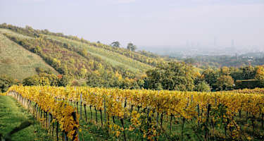 Blick über die Weinberge, Nußberg Döbling