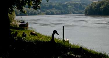 Donau bei Ottensheim