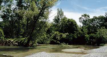 Schotterbänke und kristallklares Wasser im unregulierten Teil der Leitha.