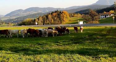 Am Rechberg - Naturpark Almenland
